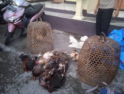 Polsek Janapria Gerbeg Judi Sabung Ayam di Desa Lekor
