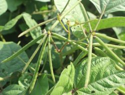 SAE Ai Maja Lapas Sumbawa: Habis Jagung, Terbitlah Kacang Hijau