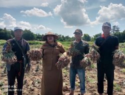 Panen Perdana Program Bawang Merah Upland Sukses, Ini Penjelasan Kadistan