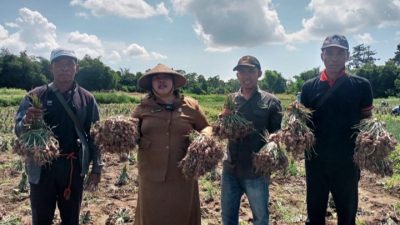 Panen Perdana Program Bawang Merah Upland Sukses, Ini Penjelasan Kadistan