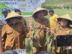 Bupati Apresiasi Panen Raya Bawang Merah Upland