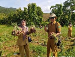 Distan Sumbawa: Panen Raya Bawang Merah Uplan di Desa Brangkolong