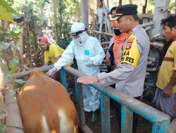 Kapolresta Bersama Kadis Pertanian Cek Kelompok Ternak Sapi di Mapak Dasan