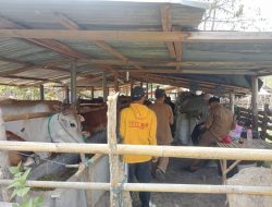 Bhabinkamtibmas Dampingi Vaksinasi PMK di Banggo Manggalewa