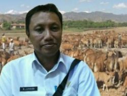 Haji Jun: Perkembangan Ternak Semakin Meningkat di Sumbawa dan Aman PMK