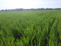 Sah!, Pengganti Lahan BBU Ditetapkan di Moyo Hilir