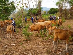 Cegah PMK Polsek Batulanteh Lakukan Pendampingan Vaksinasi