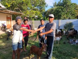 Muhlis: Pengadaan Kambing dari Pokir Dewan Tuntas 100 Persen