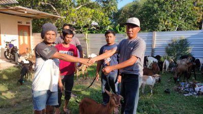 Muhlis: Pengadaan Kambing dari Pokir Dewan Tuntas 100 Persen