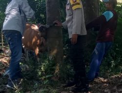 Bhabinkamtibmas Dampingi Petugas Vaksinasi Hewan Ternak