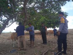 Bhabinkamtibmas Lakukan Pendampingan  Vaksi Hewan Ternak