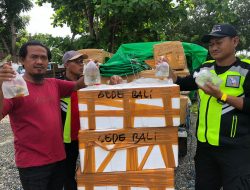Tim Puma 2 Gagalkan Selundupan 1100 Pis Terumbu Karang