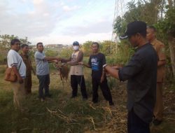 Serap 1 Milyar Lebih, Pengadaan Ternak Pokir Dewan Kembali Digelontorkan 