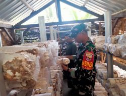 Babinsa Koramil 1606-08/Narmada Komsos Dengan Ketua Kelompok Budidaya Jamur