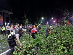 Polsek Mataram Evakuasi Pohon Tumbang Depan Kantor Bank NTB