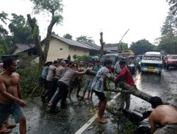 Sat Samapta Polres Loteng Evakuasi Korban Tertimpa Pohon