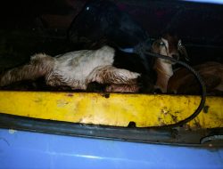 Petugas KP3 Tano dan Karantina Temukan Hewan Tanpa Dokumen