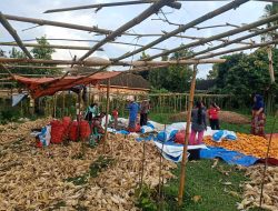 Cinta Petani Babinsa Hadirkan PUB Jagung Raksasa Di Tengah Masyarakat