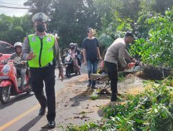 Personil Polsek Narmada Evakuasi Pohon Tumbang Akibat cuaca Exstrim