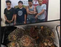 Tertangkap Basah Curi TBS, ‘Empat Pemuda Diamankan Polres Batubara