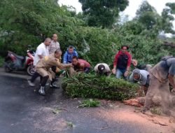 Respon Cepat Polisi Evakuasi Pohon Tumbang di Jalan Raya Lingsar