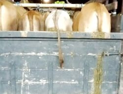 Cegah PMK Polsek Poto Tano Periksa Hewan Ternak