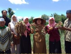 Kadistan Wayan: Awal Tahun 2023, Panen Bawang Merah Capai 11 Ton