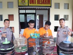 Dua Pria Asal Bertais Ditangkap Tim Opsnal Polsek Sandubaya