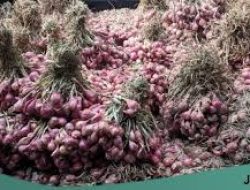 Distan Sumbawa Distribusikan Bantuan Bibit Bawang Merah Tuntas