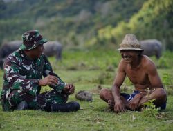 Pos TNI Selong Belanak Di Serang Sekumpulan Kerbau Milik Warga 