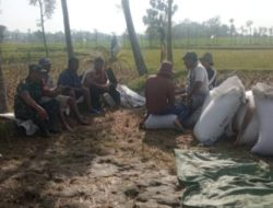 Maksimalkan Hasil Pertanian, Babinsa Kodim 1615/Lotim Dampingi Petani
