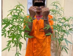 Sat Narkoba Polres Langkat Tangkap Pria Yang Mencoba Menanam Ganja Dirumahnya