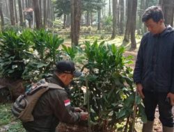 Polhut Perhutani Bandung Utara Bersama Masyarakat Lakukan Aksi Penghijauan Di Kawasan Wisata Lembang