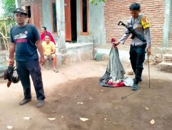 Polisi Grebek Lokasi Judi Sabung Ayam di Utan