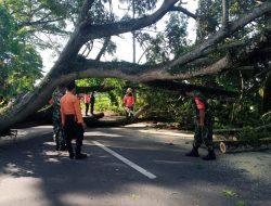 Bersama BPBD, Danramil 04/Prabar Bersihkan Pohon Tumbang Di Jalan Raya Mandalika 