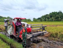 Cegah Aksi Tengkulak Bermain Gabah, Babinsa Koramil Kopang Turun Gunung Pantau Petani 