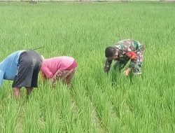 Babinsa Kodim Lotim Aktif Walping Petani