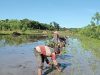 Babinsa Dampingi Petani, Danramil 1615-09/Sikur Ajak Masyarakat Manfaatkan Lahan Kosong