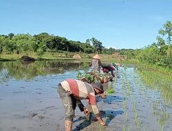 Babinsa Dampingi Petani, Danramil 1615-09/Sikur Ajak Masyarakat Manfaatkan Lahan Kosong