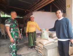 Wujudkan Langkah Dasar Hanpangan, Babinsa Montong Gamang Cek Ketersediaan Pupuk Dan Benih Padi