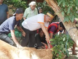 Jadi Agenda Rutin, Haji Johan Berkurban 11 Ekor Sapi dan 2 Ekor Kambing