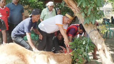 Jadi Agenda Rutin, Haji Johan Berkurban 11 Ekor Sapi dan 2 Ekor Kambing