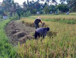 Kawal Ketahanan Pangan Wilayah Secara Bertahap, Babinsa Sisik Bantu Petani Panen Padi