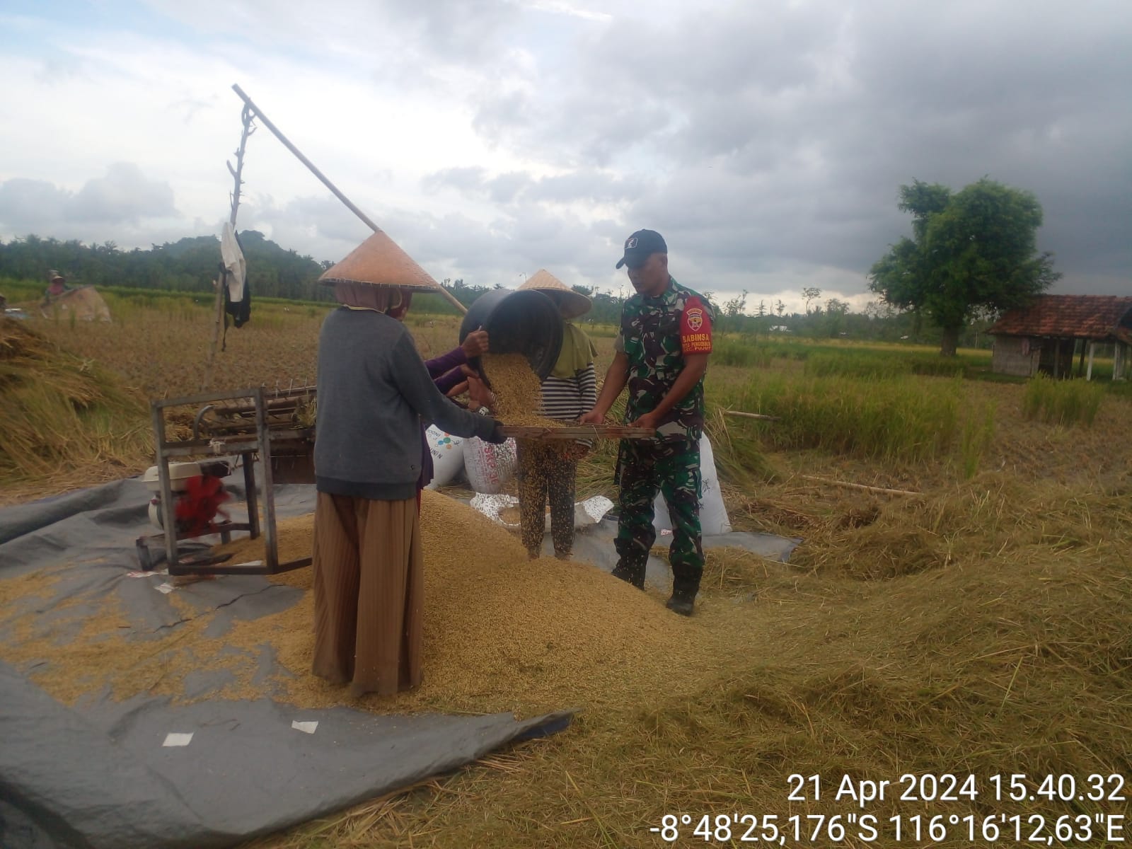 Kawal Ketahanan Pangan Wilayah Secara Bertahap, Babinsa Pengembur Bantu Petani Panen Padi