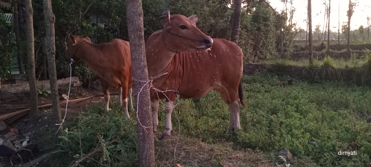 Polsek Prateng Bersama Warga Temukan Ternak Yang Dilaporkan Hilang.