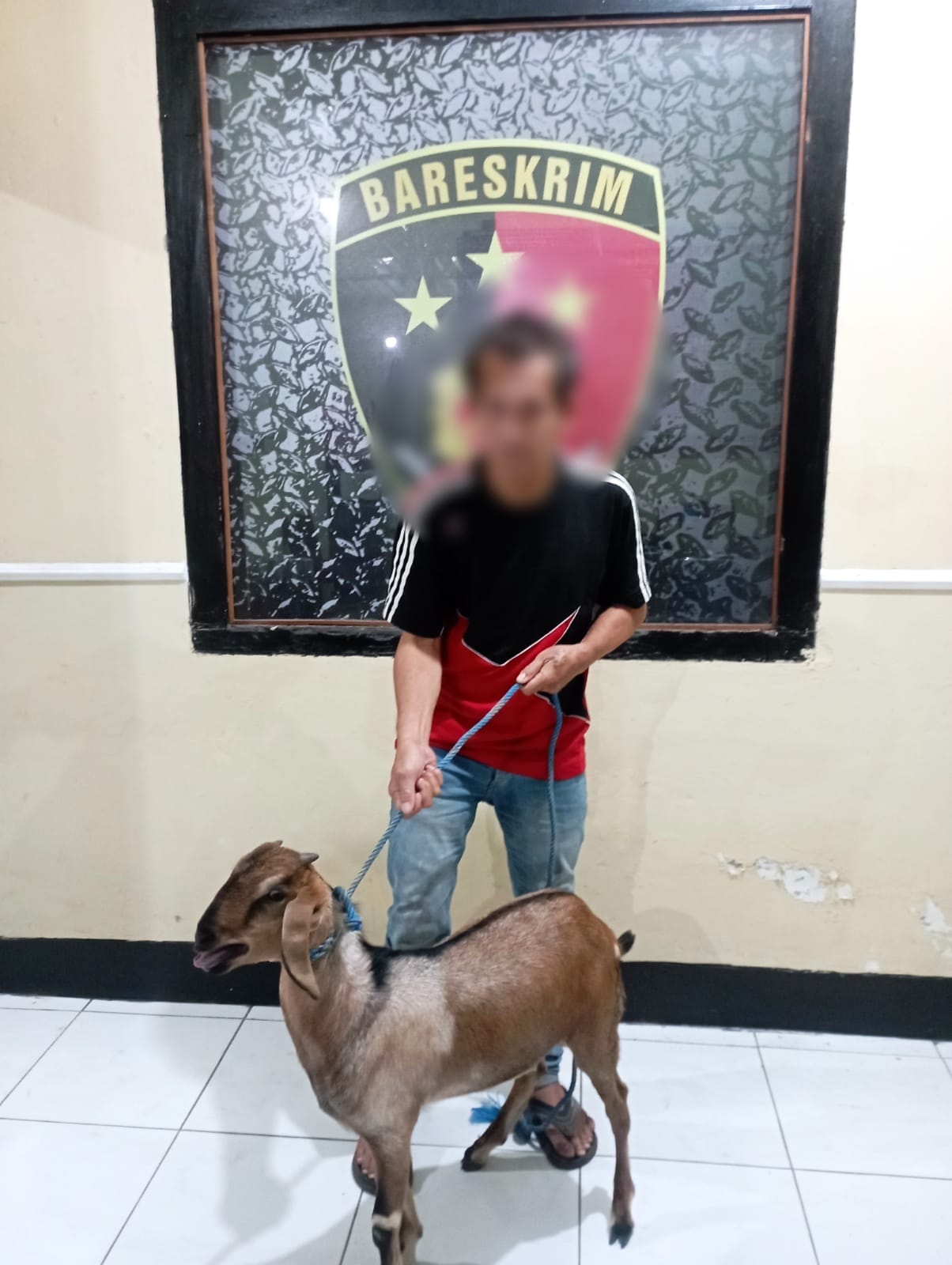 Apes Belum Sempat Kabur Membawa Hasil Curian, Pencuri Kambing di Mataram Ditangkap Polsek Mataram