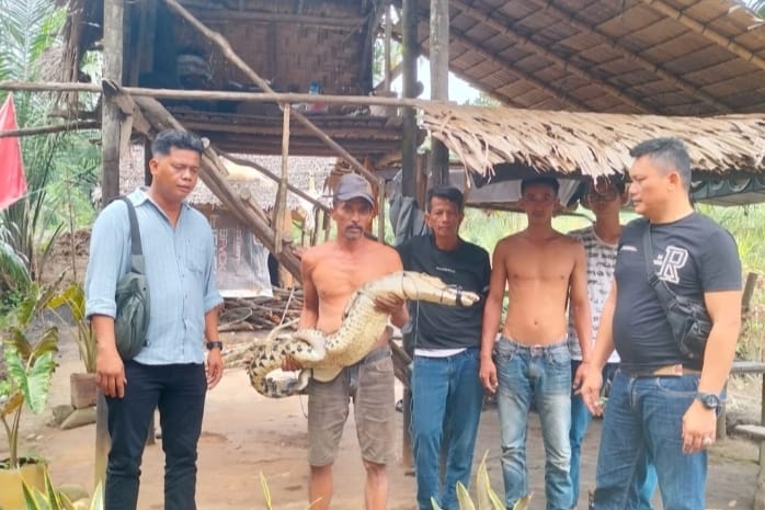 Warga Kecamatan Besitang Temukan Buaya Muara