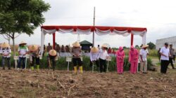 Kapolres Langkat Laksanakan Penanaman Jagung Kuartal III di Lahan Bhayangkara